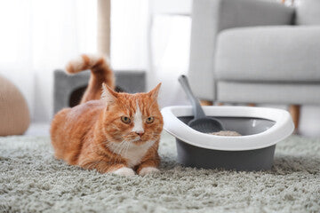 How to Keep Your Home Clean with Cats: Best Products for Odor & Fur Control in 2025