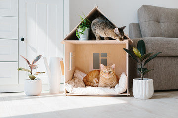 The Best Gift Ideas for Cat Lovers in 2025: Toys, Accessories & Unique Finds