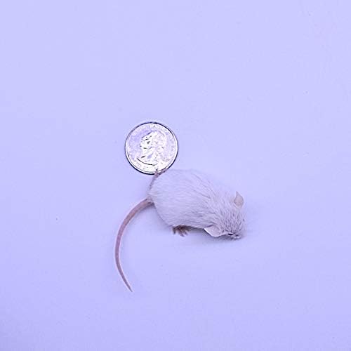 MIceDirect Frozen Mice Combo Pack of 20 Fuzzie & Hopper Feeder Mice – 10 Fuzzies & 10 Hoppers - Food for Corn Snakes, Ball Pythons, & Pet Reptiles - Snake Feed Supplies