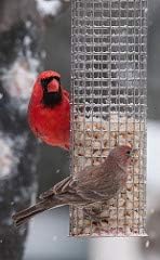 Fresh Shelled Peanuts for Birds & Squirrels - Raw Wildlife Peanuts, No Mess Bird Seed, No Waste Bird Seed for Wild Birds & Backyard Squirrels (35lbs)