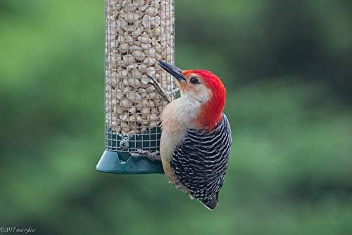 Fresh Shelled Peanuts for Birds & Squirrels - Raw Wildlife Peanuts, No Mess Bird Seed, No Waste Bird Seed for Wild Birds & Backyard Squirrels (40lbs)