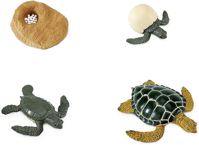 Safari Ltd. Life Cycle of a Green Sea Turtle - Educational Toy Figurines - Miniature Turtle Lifecycle Collection for Boys, Girls & Kids Age 4+