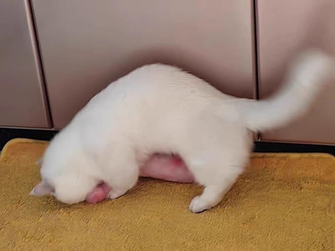 PAZ'S GIFT Catnip Toys - Cat Kick & Rope Toys for Indoor Play, cat & Kitten Teething Chew Toys for Aggressive Chewing & Teeth Cleaning (Cat Pillow)