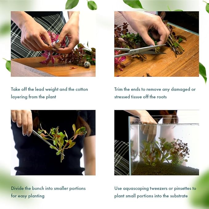 Live Plant - Purple Bacopa (Bacopa salzmannii) - Moderate Care, Moderate to High Light, Purple and Violet Accent, Freshwater Aquatic Plant for Aquascaping - Lead Bunch