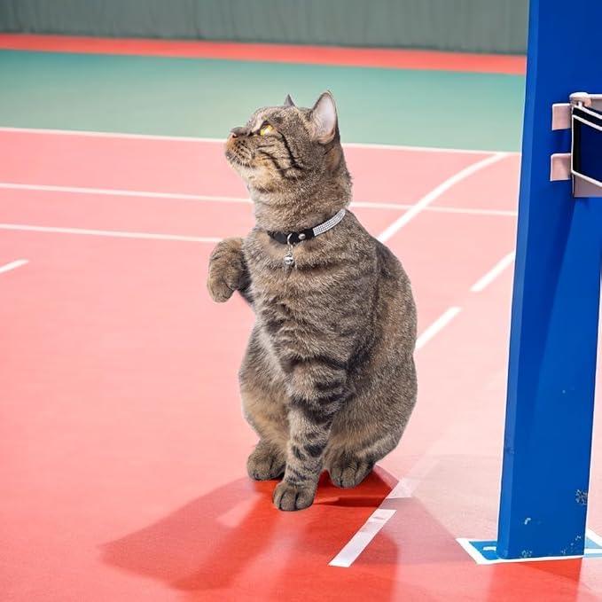 Rhinestone Cat Collar Breakaway Safety Buckle with Bell, Adjustable Diamond Girl Boy Kitty Cute Comfy Collar for Kitten Small Pets Rabbits, 7.5"-11" Blue