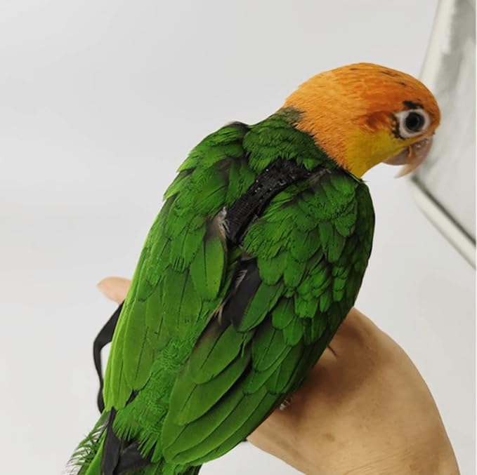 Adjustable Bird Harness with 78.7 Inch Leash, Outdoor Flying Training Rope Kit for Bird Parrots, Parrot Flying Rope Straps Outdoor Training Traction Rope for Small Medium Large Size Birds (L)