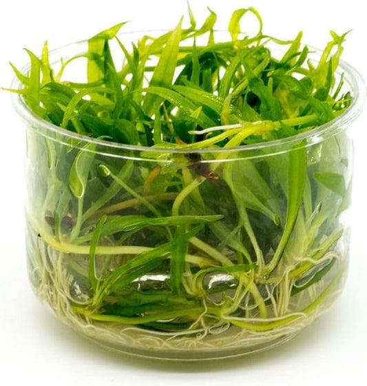 Ultum Nature Systems Echinodorus Magdalenensis Sword Tissue Culture Live Plant for Aquarium, Freshwater Fish Tank, Aquascaping - 100% Snail Free in Vitro