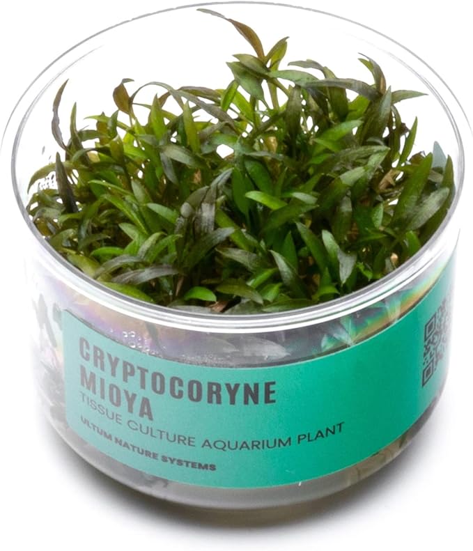 Ultum Nature Systems Cryptocoryne Mioya Tissue Culture Live Plant for Aquarium, Aquascape, Freshwater Fish Tanks - 100% Snail Free in Vitro