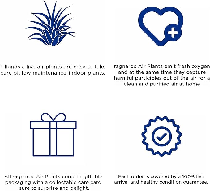 Live Air Plants – Tillandsia Araujei, Large 5” – 2ct – Live Arrival Guaranteed – House Plants for Home Décor & Gift