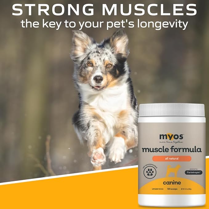 MYOS Canine Muscle Formula - All-Natural Muscle Building Supplement - Helps Reduce Muscle Loss in Dogs Due to Normal Aging and Improves Recovery from Injury or Surgery