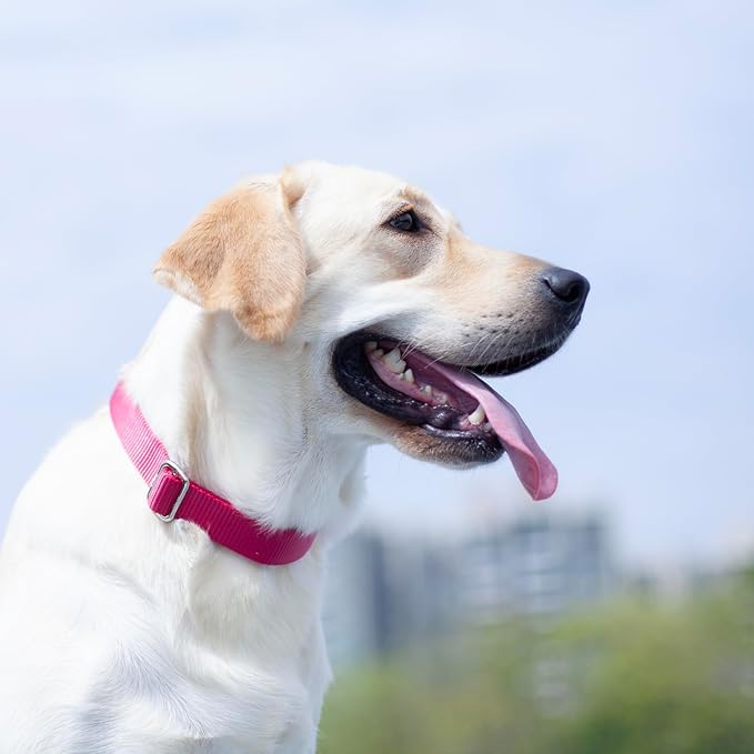 Hyhug Pets Solid Color Classic Regular Heavy Duty Basic Collar for Medium Dogs, Unique Design Adjustment Triglide Slide (Buckle) Can Attached Name Tag Accessories. (Medium, Rose Red)