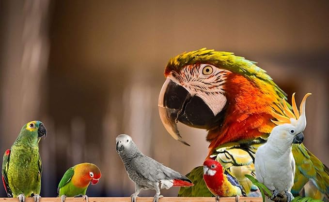 Bird Street Bistro Parrot Food for Parakeets & Cockatiels - Southern Feast - 20 oz - Cooks in 3-15 min, Natural & Organic Grains, Fruits & Vegetables - USA Made