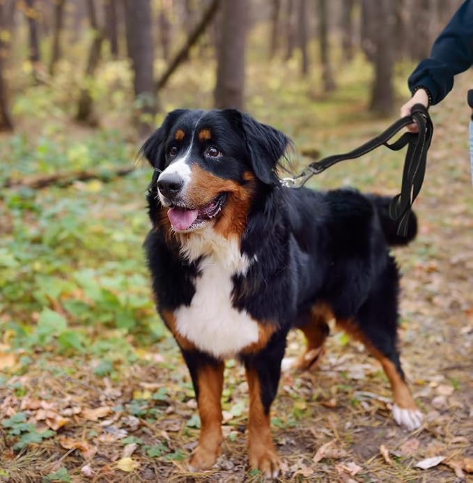 TwoEar 4FT 1IN Strong Black Dog Leash with 2 Padded Handles, Traffic Handle Extra Control, Comfortable Soft Dual Handle, Auto Lock Hook, Reflective Walking Lead for Small Medium and Large Dogs