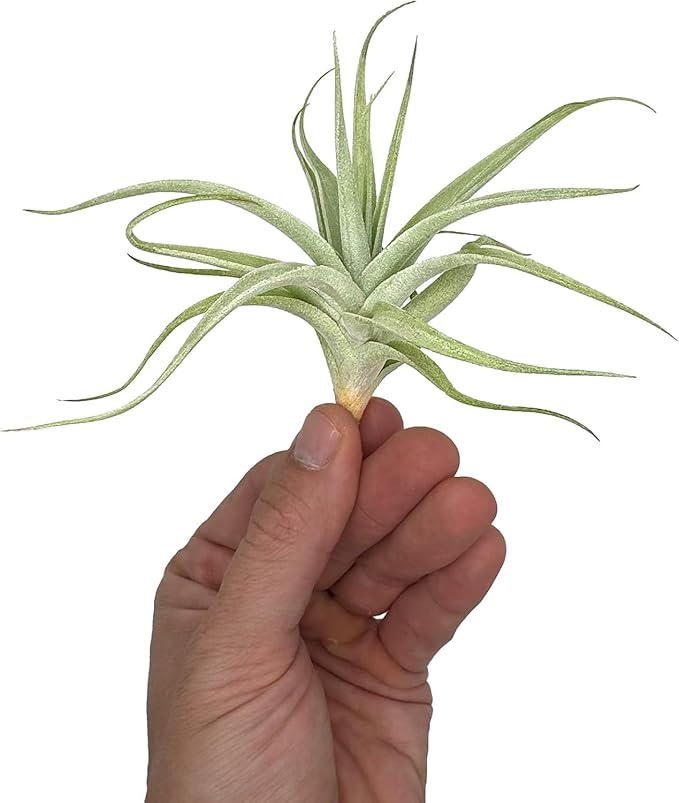 Live Air Plants - Tillandsia Albida 3-5" - 3ct – ragnaroc Live Indoor Plant - Live Arrival Guaranteed - House Plants for Home Decor & Gift
