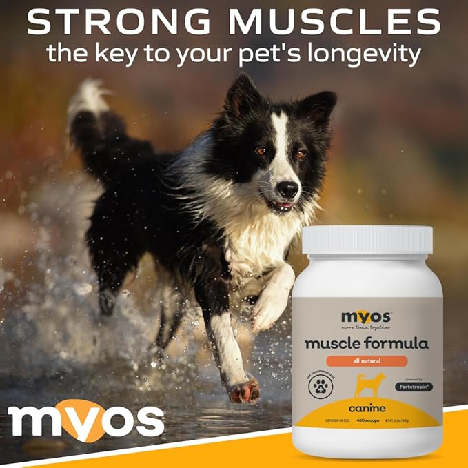 MYOS Canine Muscle Formula - All-Natural Muscle Building Supplement - Helps Reduce Muscle Loss in Aging Dogs and Improve Recovery from Injury or Surgery