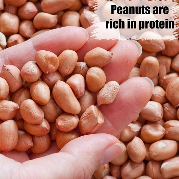 Old Potters Wildlife Shelled Peanuts, 25 lbs for Birds, Squirrels, and Wildlife. USA Grown Non-GMO, Organic Small Farm, Raw Shelled Peanuts. Wildlife Grade, 25 lbs.