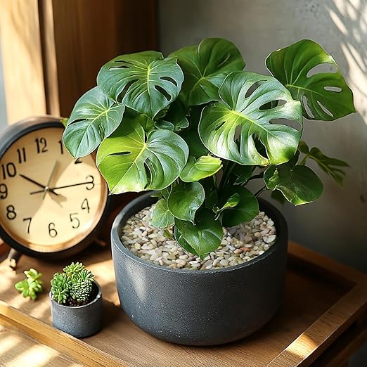 10 LBS Natural Decorative Jade Stones – Ideal for Plants, Succulents, Aquariums, Vases, and Garden Pots. 1/5 Inch Natural Stones Enhance Drainage and Soil Moisture Balance (Jade, 10 Pounds)