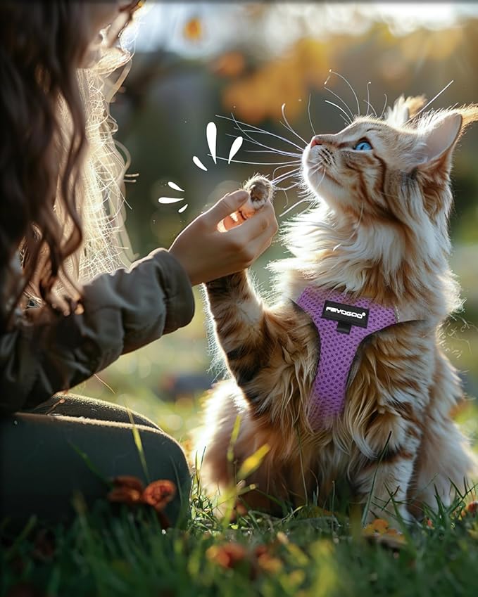 FAYOGOO Cat Harness, Cat Leash and Harness Set for Walking Escape Proof, Harness for Small Cats/Small Dogs, Large Kitten/Puppy Harness and Leash, Harness for Cats,XXL(Modern Violet, Medium)