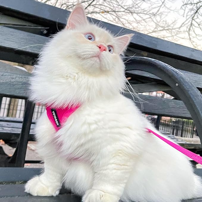 Voyager Step-in Lock Adjustable Cat Harness w. Cat Leash Combo Set with Neoprene Handle 5ft - Supports Small, Medium and Large Breed Cats by Best Pet Supplies - Fuchsia, S
