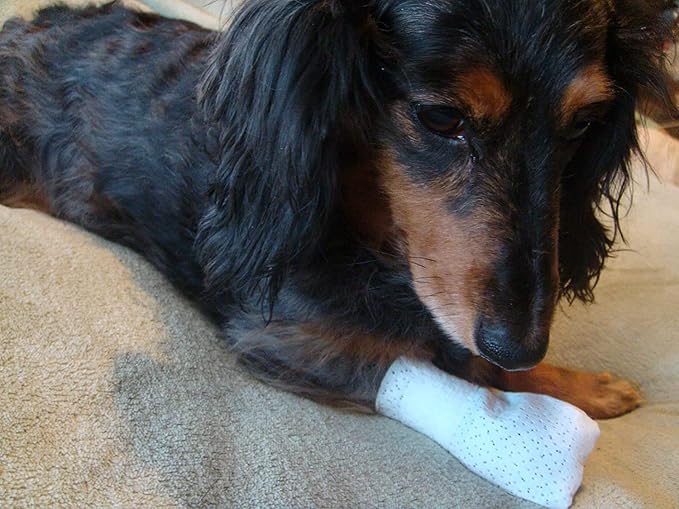 Medimitt Paw Bandages for Dogs, Cats and Pets – Stretchy Medical Booties, First Aid for Paws – Non Slip, Non Adhesive, Breathable, Disposable, Washable, Adjustable Strap, 12 Pack (Small)