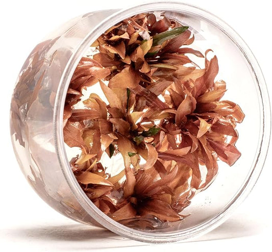 Ultum Nature Systems Live Tissue Culture - Cryptocoryne Wendtii 'Sindoor' - Moderate - Low to Medium Light - Red and Orange Accent - Midground - 100% Snail Free Grown in-Vitro - Regular Cup