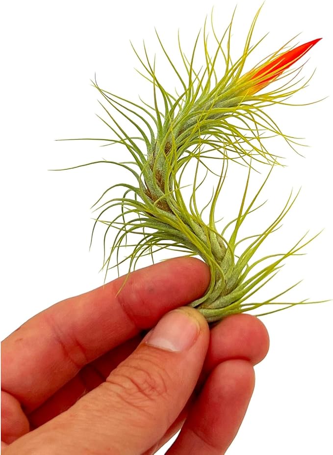 Air Plants - Tillandsia Funckiana Hybrid, Large 5-7" - 1ct - Live Arrival Guaranteed - House Plants for Home Decor & Gift