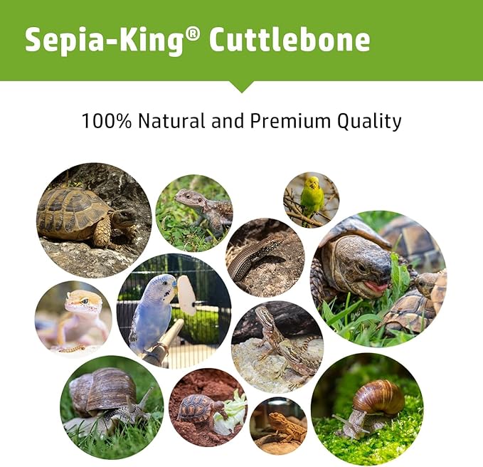 Large - 100% Natural Calcium Supplement - Premium Cuttlebone perfect for Birds, Tortoises, Snails, Reptiles - 5.5 to 7 inch