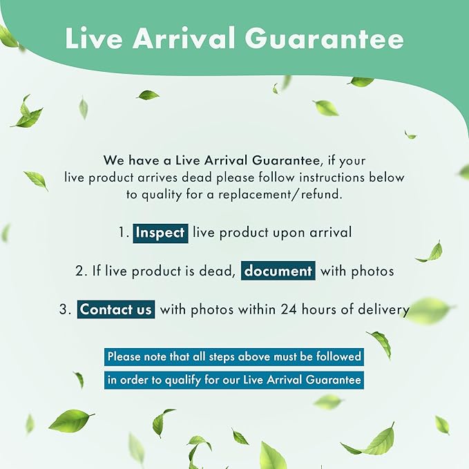 Anubias Live Aquarium Plants - Potted Freshwater Plant for Fish Tanks, Terrariums - Beginner Friendly Low Light (Barteri Broad Leaf, 1 Pot)