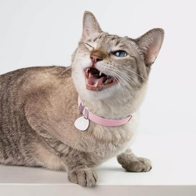 Safety Cat Collar Pro - U.S. IDA Gold Awarding Design, Elastic Quick Release Cat Collar with Buckle Non Breakaway - Lightweight for Kitten All Small Large Cats (Lime Green, S 5.9-11.8")