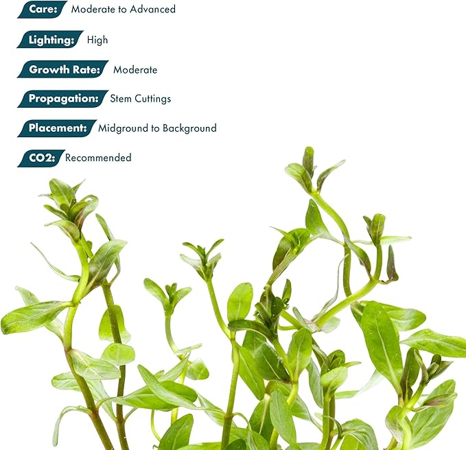 Live Plants - Ammannia Sulawesi - Orange to Pink Stem Plant for High Light Freshwater Aquarium Aquascapes, Midground to Background, Orange, Pink, Green Accent - Lead Bunch
