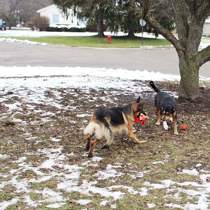 Jalousie Multipack Dog Squeaky Toys Strong Almost Indestructible, with Added Liner for Longer Play Dog Chew Toys (5 Pack Tough)