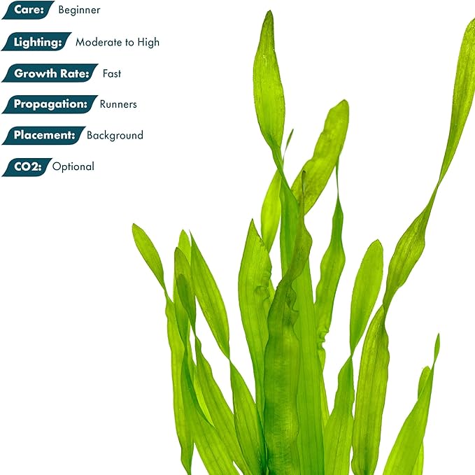 Live Plant - Tall Grass, Vallisneria Americana - Easy Care, Moderate to High Light, Bright Green Accent, Freshwater Aquatic Plant for Aquascaping - Lead Bunch