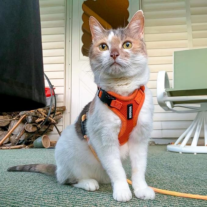 Voyager Step-in Lock Adjustable Cat Harness w. Cat Leash Combo Set with Neoprene Handle 5ft - Supports Small, Medium and Large Breed Cats by Best Pet Supplies - Orange, XXS