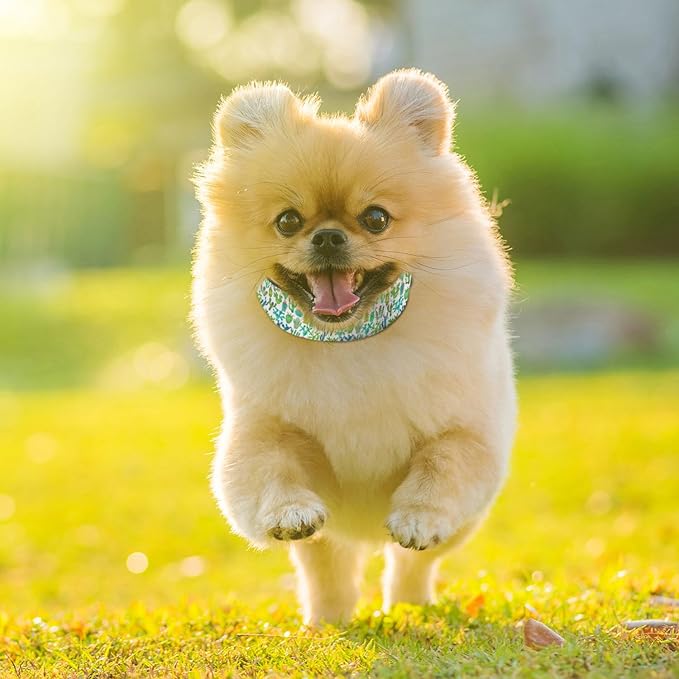 Green Cactus Plant Pet Collars Dog Collars Soft Elastic Neck Strap for Female Male Puppy Cats