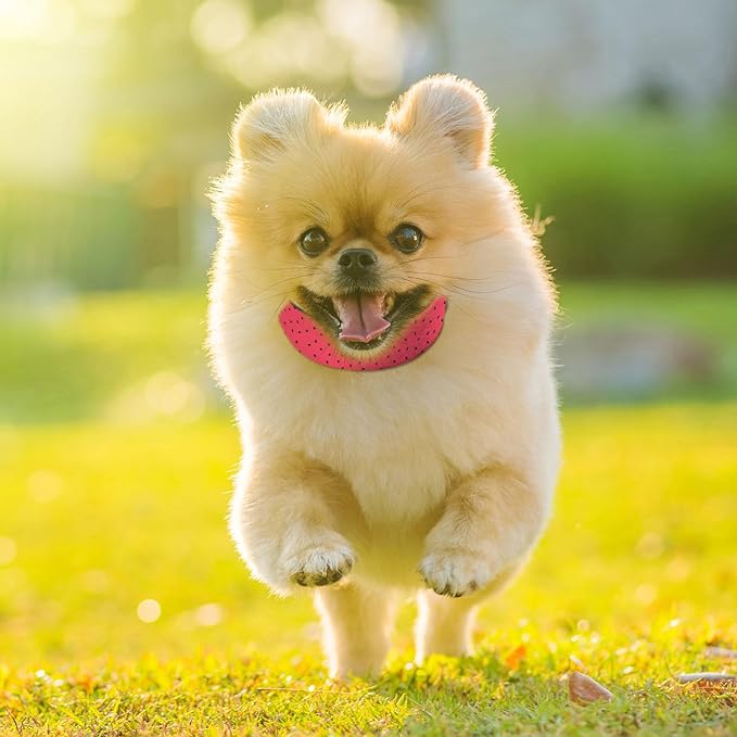 Red Watermelon Black Seeds Dog Collar Cat Big Neck Collars Soft for Small Extra Large Heavy Duty Pet Dogs