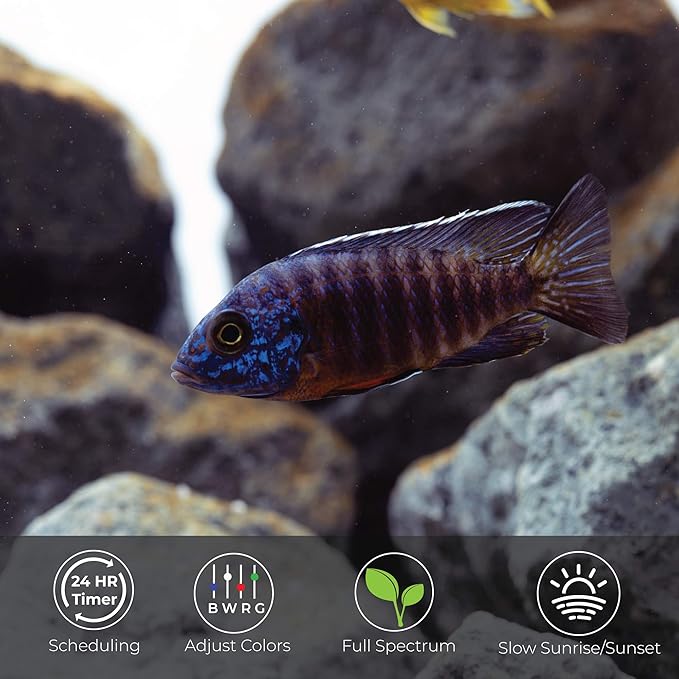 Current USA 72" Inch Satellite Freshwater LED Plus Full Spectrum RGB+W Light for Aquariums | Wireless 24 Hour Remote Control Fish Tank Lighting (4509)