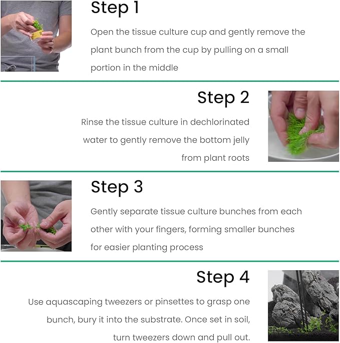 Ultum Nature Systems Anubias Heterophylla Tissue Culture Live Plant for Aquarium, Aquascape, Freshwater Fish Tanks - 100% Snail Free in Vitro