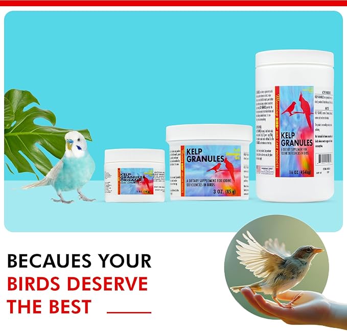 Morning Bird Kelp Granules 1 Oz – Iodine Supplement for Birds – Supports Feather Growth, Molting & Metabolism – Rich in Amino Acids, Trace Minerals & Natural Vitamins – Clean Nutrition for All Birds