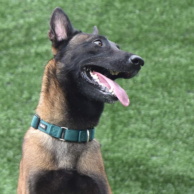 Hyhug Martingale Dog Collar Without Buckle: Anti Escape, No Slip Heavy - Duty Nylon, Colorfast & Adjustable for Medium Breeds(Medium, Solid Color Dark Green