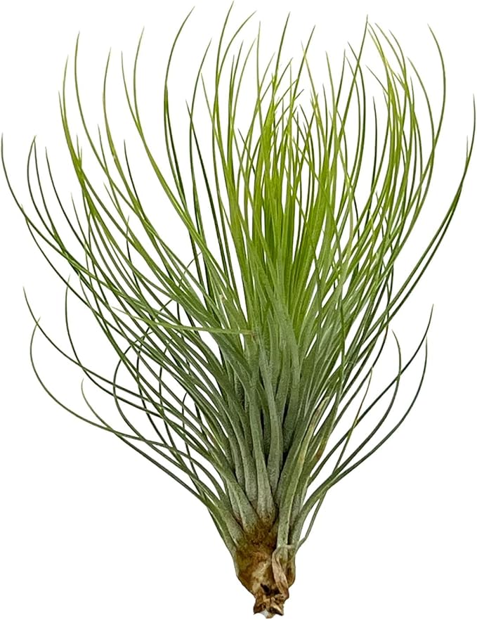 Air Plants - Tillandsia Andreana, Large 4-6" - 5ct - Live Arrival Gauranteed - House Plants for Home Decor & Gift