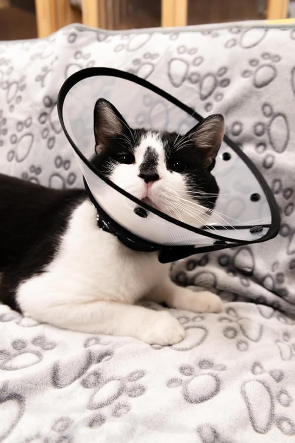 Cat Recovery Cone Kit Post Surgical Soft Pet Vest, Collar, and Non-Irritating Protection Cone for Cats - Comfortable Injury Care Solution (Black, S)