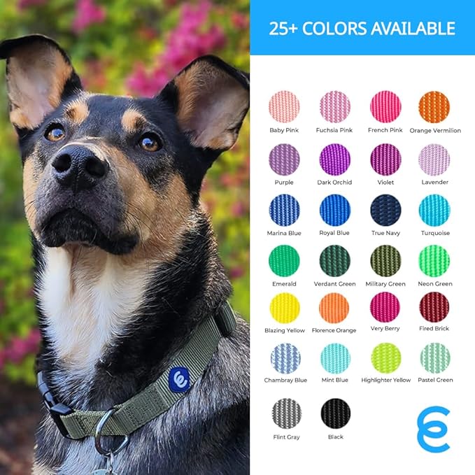 Blueberry Pet Essentials Small Dog Collar in Flint Gray | Adjustable & Eco-Friendly Durable Nylon Strap | Classic Collar for Small Dogs, Boy & Girl Pets