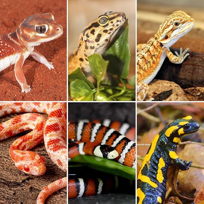 Reptile Tank 20 Gallon, 360°Full Vision Glass Reptile Terrarium 24" x 18" x 12", 24 in Wide Front Opening Reptile Tank for Desert and Tropical Reptiles Gecko Bearded Dragon Snake Hermit Crab