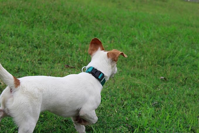 Mikivery Nylon Dog Collar with Quick Release Buckle Soft Adjustable Sturdy for Small Medium Large Dogs Teal,L