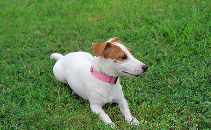 Mikivery Nylon Dog Collar with Quick Release Buckle Soft Adjustable Sturdy for Small Medium Large Dogs Pink,L