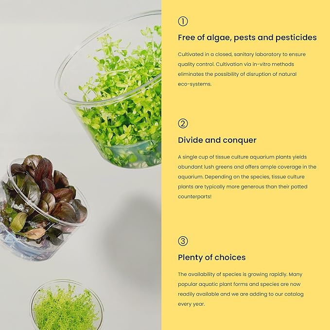 Ultum Nature Systems Juncus Repens Tissue Culture Live Plant for Aquarium, Aquascape, Freshwater Fish Tanks - 100% Snail Free in Vitro