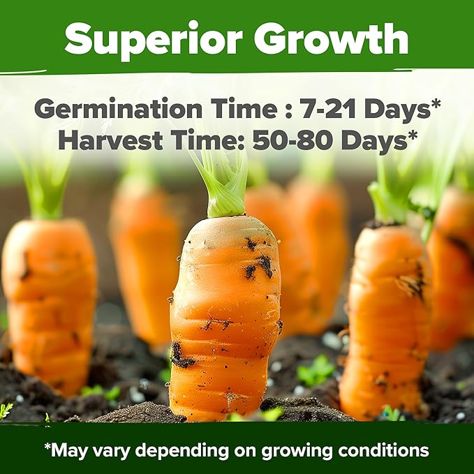 HOME GROWN π¨π¦π π£π₯ππ ππ¨π Rainbow Carrot Seeds β 2500+ Heirloom Seeds (10 Varieties) β High Germination, π‘π’π‘-ππ π’ Vegetable Seeds for Planting Indoors or Outdoor Home Garden