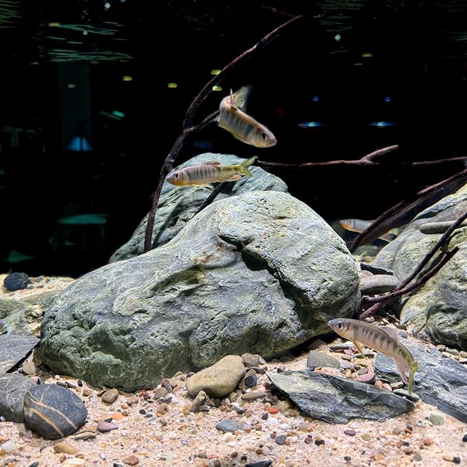 Aquarium Stone Green River Rock 40LB Rocks aquascaping Fish Tank Decor Rocks for Aquariums Fairy Gardens Model Railroads Dioramas Wargaming Mosaic Art(4-10inch / 7PCS)