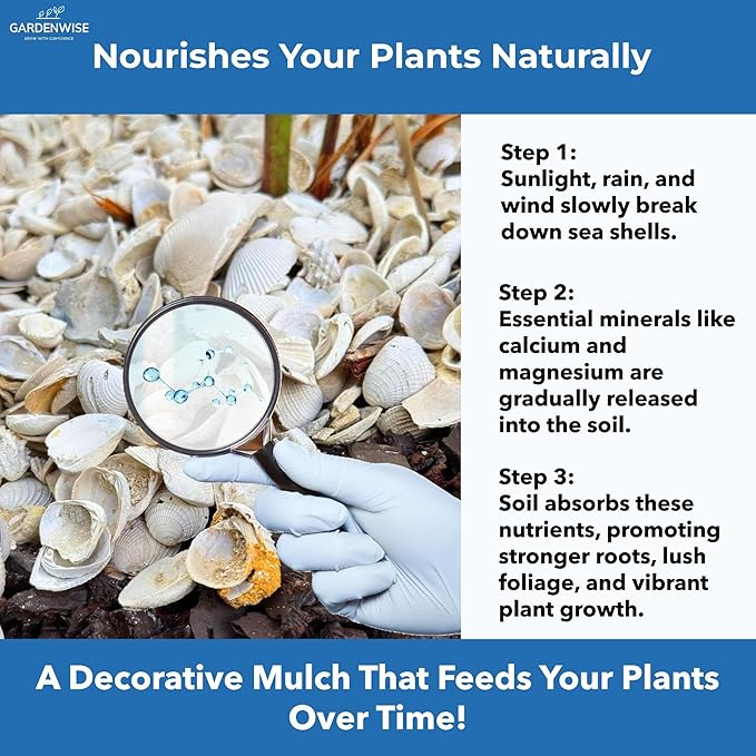 Natural Organic Sea Shell Mulch for Gardens and Landscaping – Decorative and Nutrient-Rich, 0.5–3-Inch Shells, Perfect for Indoor and Outdoor Use (0.5 CF - 14 L - 15 QTS)