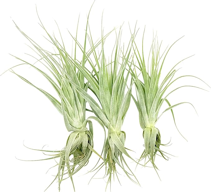 Live Air Plant - Tillandsia Gardneri 5-7” - 3ct - ragnaroc Rare Collectors Indoor Tropical Plant - Live Arrival Guaranteed - House Plants for Home Decor & Gift